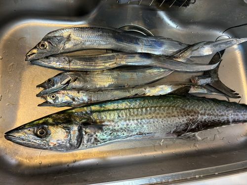 タチウオの釣果