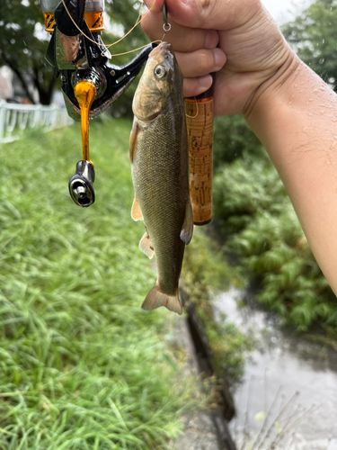 ウグイの釣果