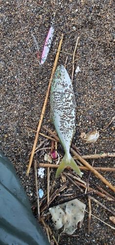 ワカシの釣果