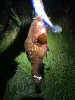 キジハタの釣果