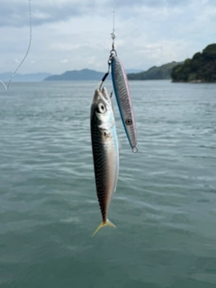 サバの釣果