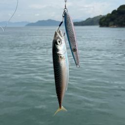 サバ