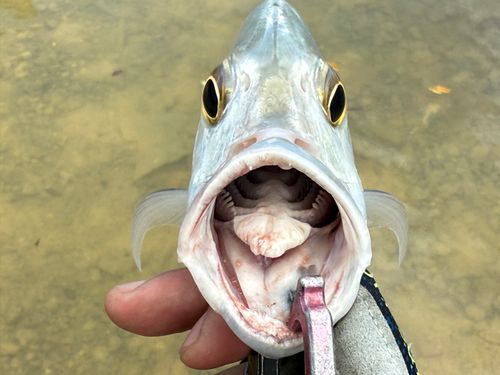 ロウニンアジの釣果