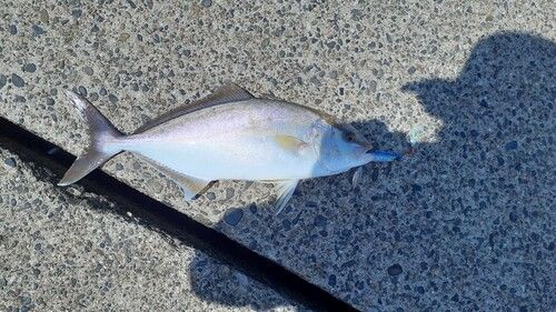 ショゴの釣果
