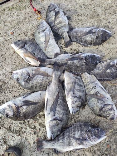 チヌの釣果