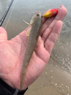 ハゼの釣果