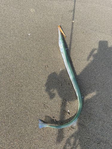 ダツの釣果