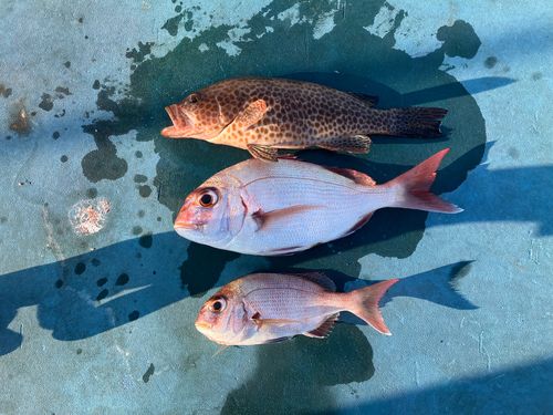 マダイの釣果