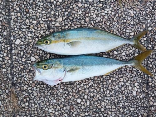 ツバスの釣果