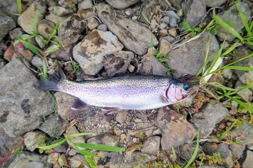 ニジマスの釣果