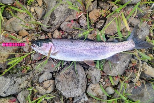 ニジマスの釣果