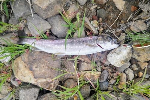 アメマスの釣果