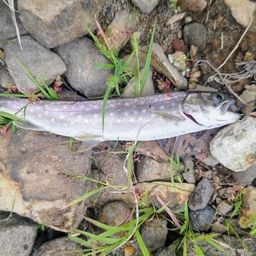 アメマス