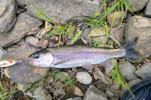 ニジマスの釣果