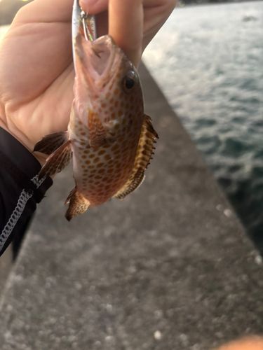 オオモンハタの釣果