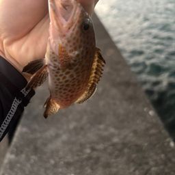 オオモンハタ