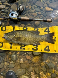 スモールマウスバスの釣果