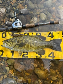 スモールマウスバスの釣果