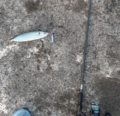 マルアジの釣果