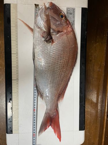 マダイの釣果