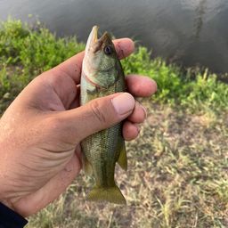 ラージマウスバス