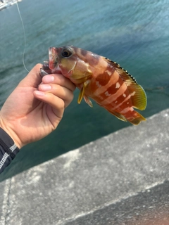 アカハタの釣果