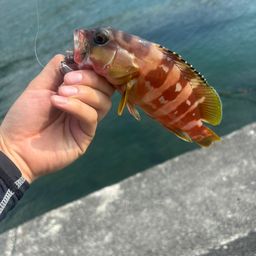 アカハタ