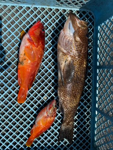 オオモンハタの釣果