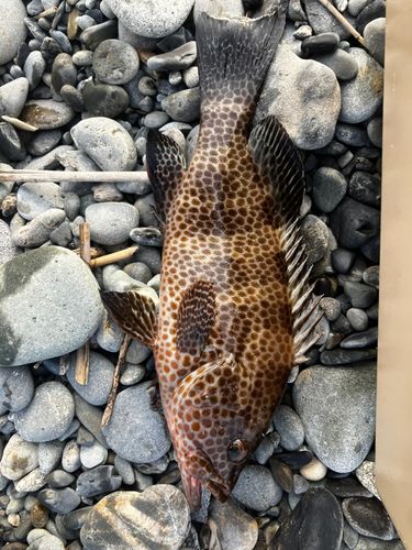 オオモンハタの釣果