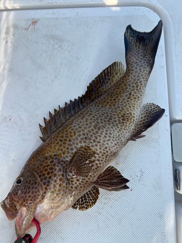 オオモンハタの釣果