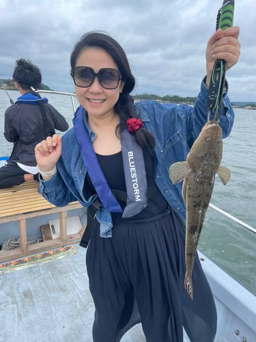 マゴチの釣果