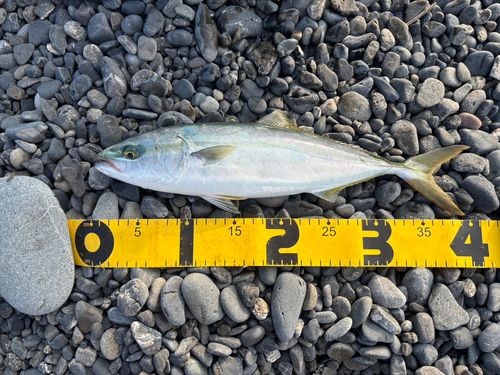 イナダの釣果