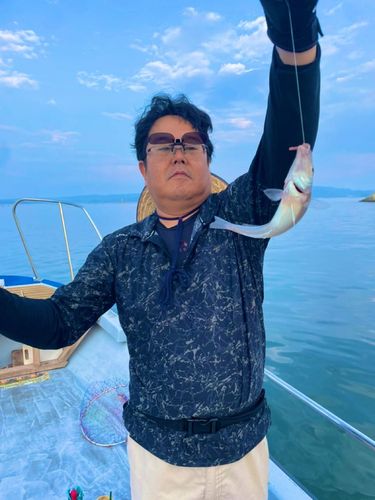 シロギスの釣果