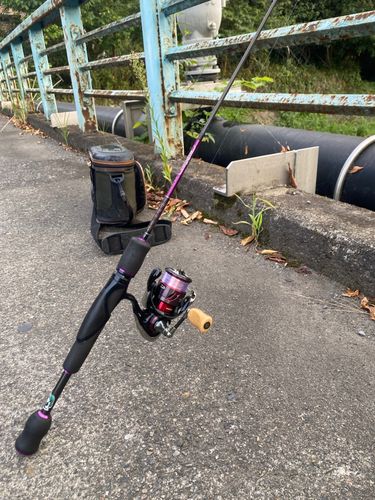 カワムツの釣果