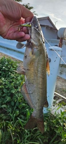 アメリカンキャットフィッシュの釣果