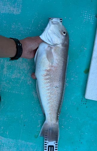 アマダイの釣果