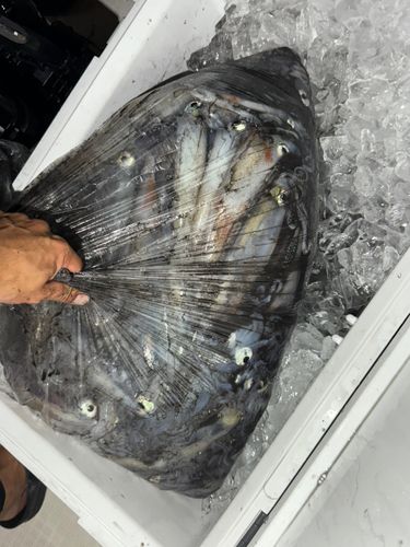 ケンサキイカの釣果