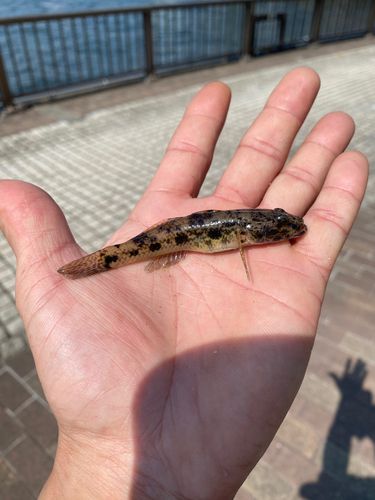 ウロハゼの釣果