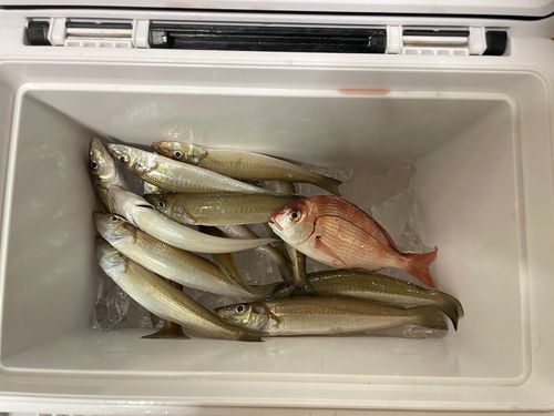 シロギスの釣果