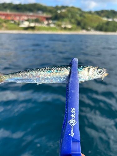 ウルメイワシの釣果