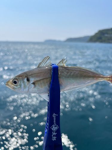 マアジの釣果