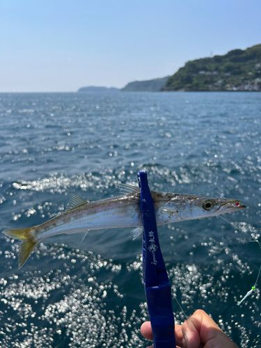 ヤマトカマスの釣果