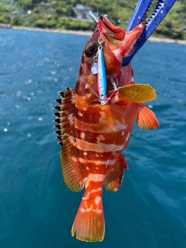 アカハタの釣果