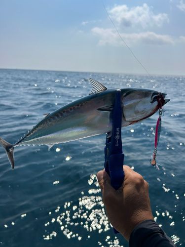 マルソウダの釣果