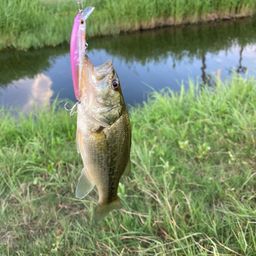 ラージマウスバス