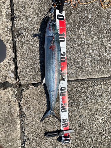 サゴシの釣果