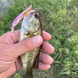 ラージマウスバス