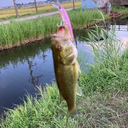 ラージマウスバス