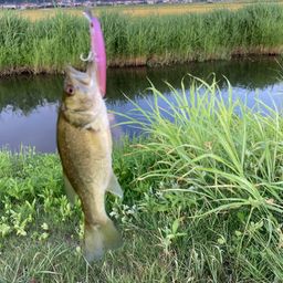 ラージマウスバス