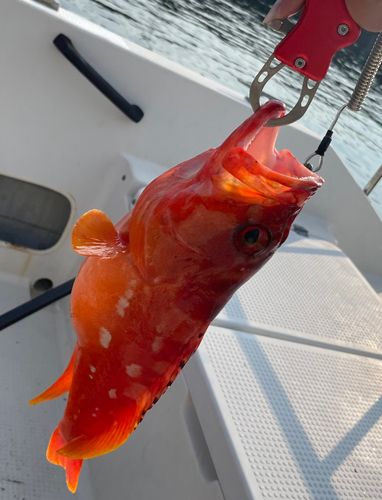 アカハタの釣果
